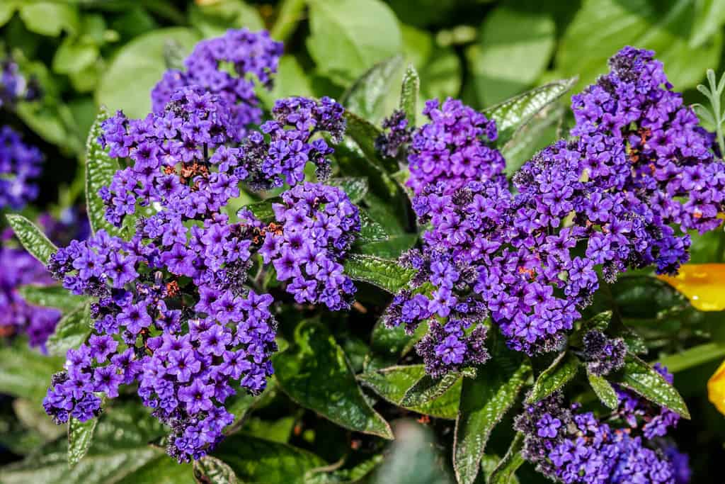 Giardino Eliotropio (Heliotropium arborescens) in giardino