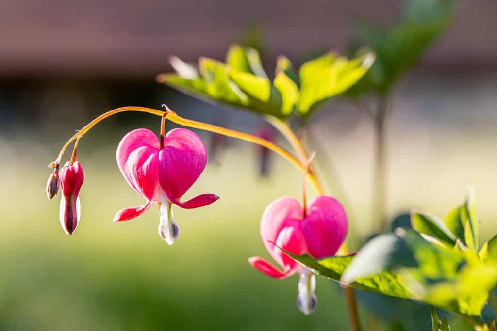 Dicentra spectabilis fiori dal cuore sanguinante a forma di cuore in fiore, bella pianta da fiore bianca rosa Lamprocapnos, foglie verdi sui rami, giardino ornamentale primaverile