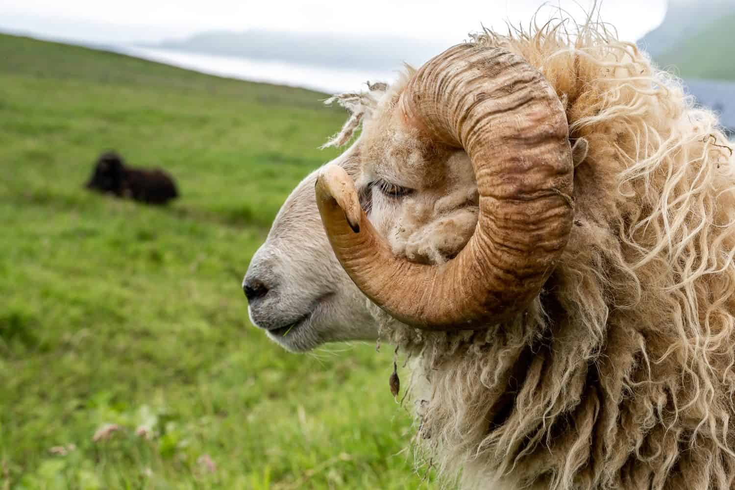 Vista ingrandita delle pecore e degli arieti nei campi delle Isole Faroe