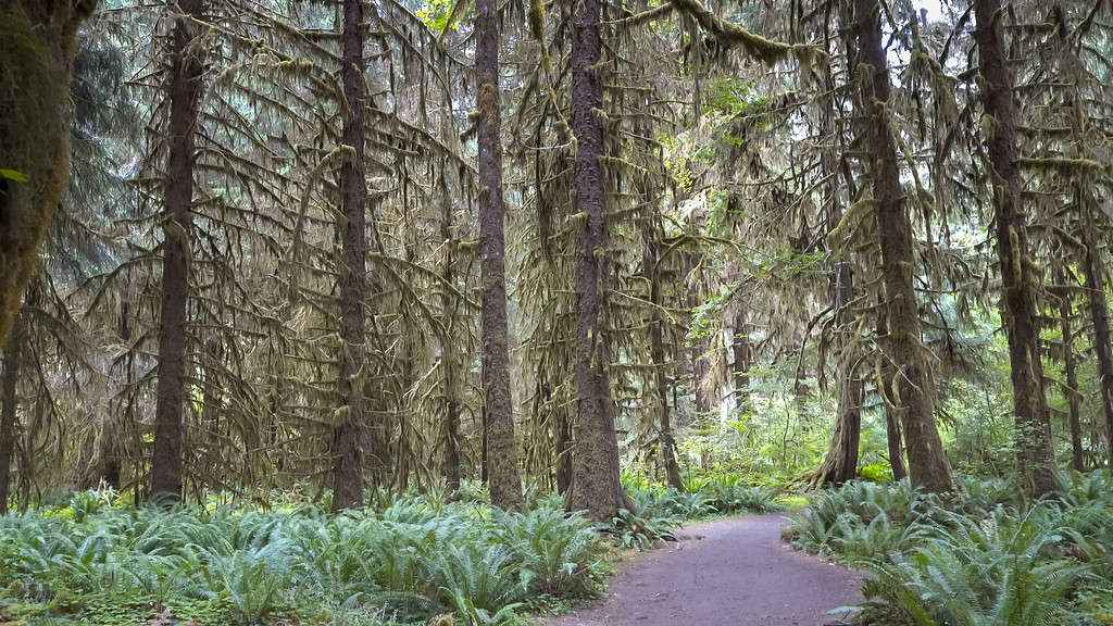 camminando lungo un sentiero oltre gli abeti rossi nella foresta pluviale di Hoh