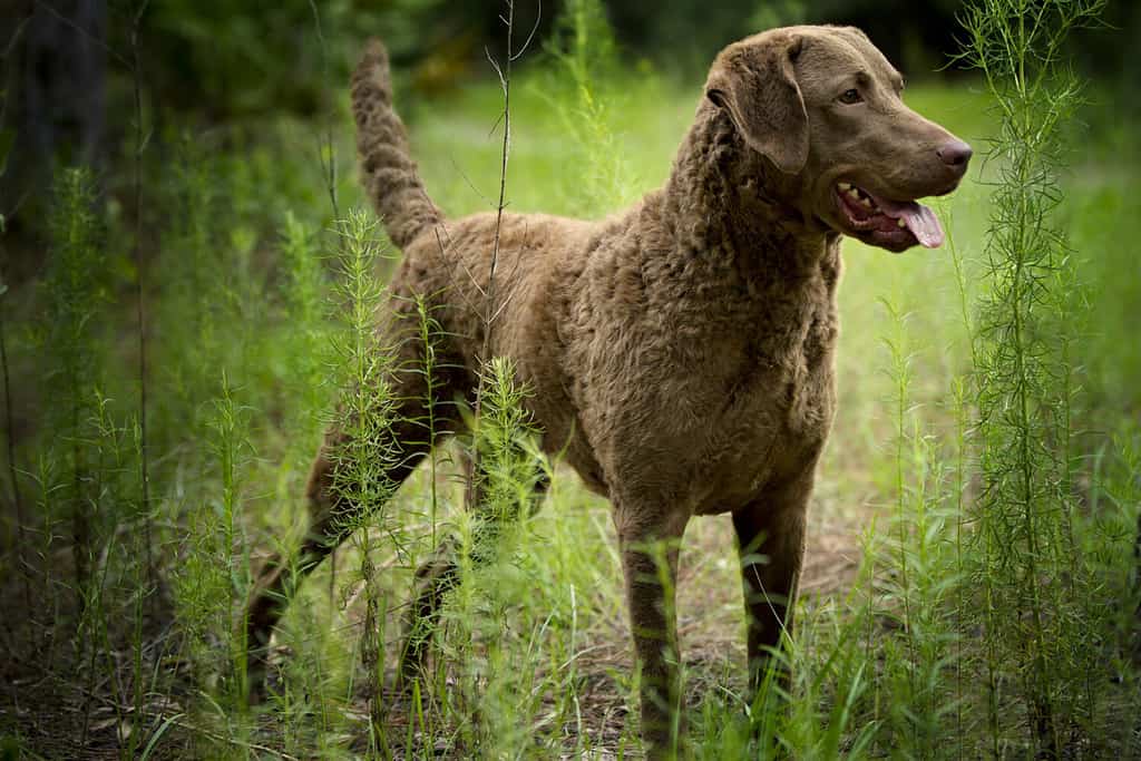 Chesapeake Bay Retriever all'aperto con erba alta.