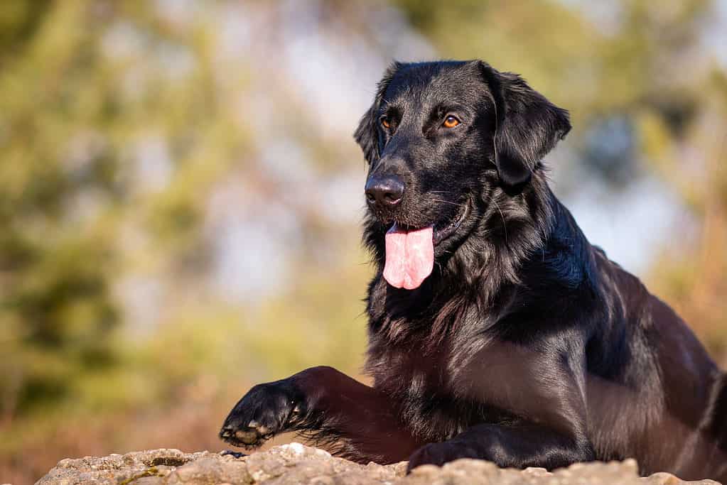 Retriever a pelo piatto nero