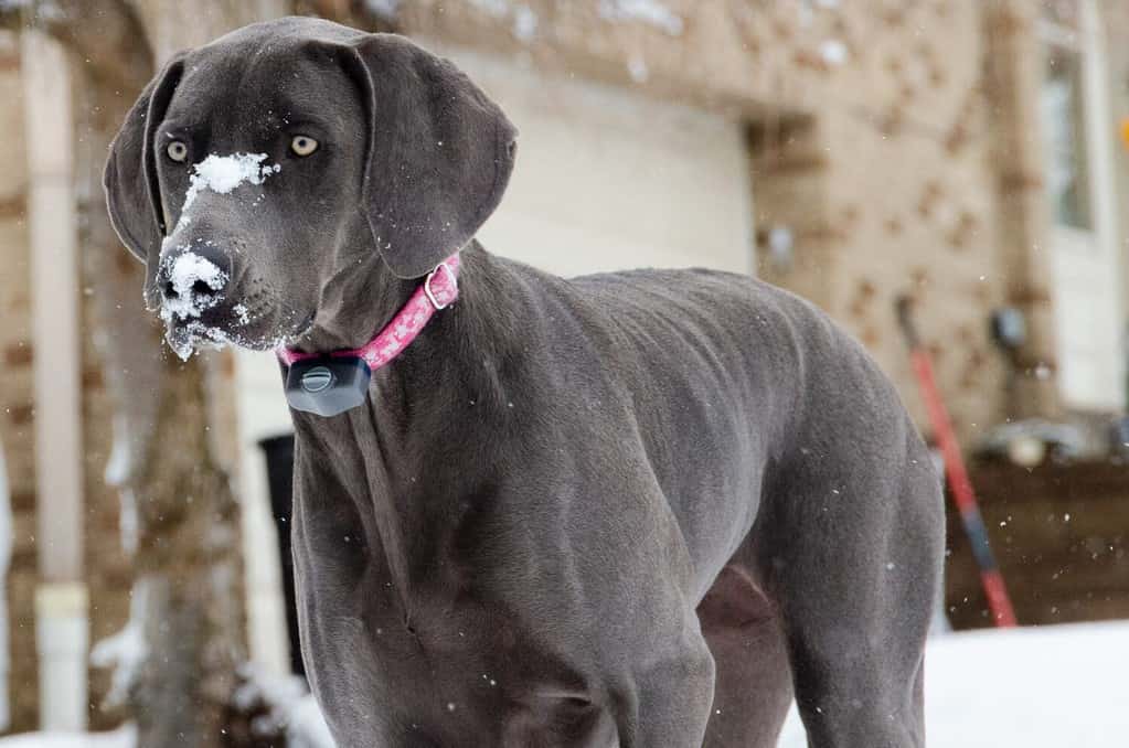 Weimaraner blu che gioca nella neve