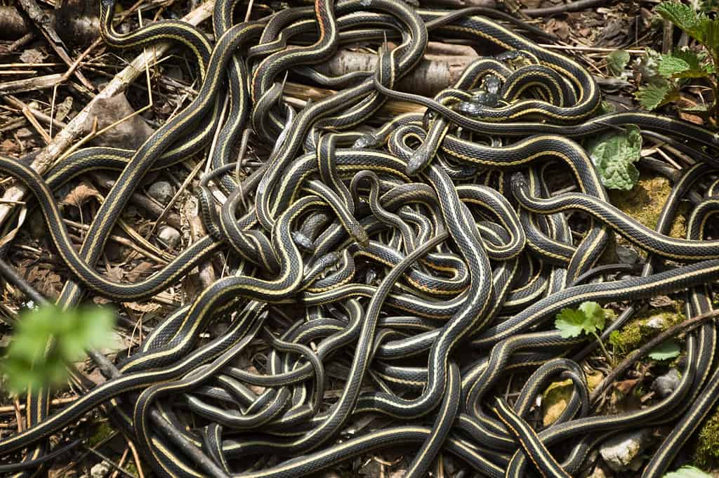 Sfera di accoppiamento del serpente giarrettiera dal lato rosso - Narcisse, Manitoba: un gran numero di serpenti giarrettiera maschili si riuniscono attorno a una femmina.