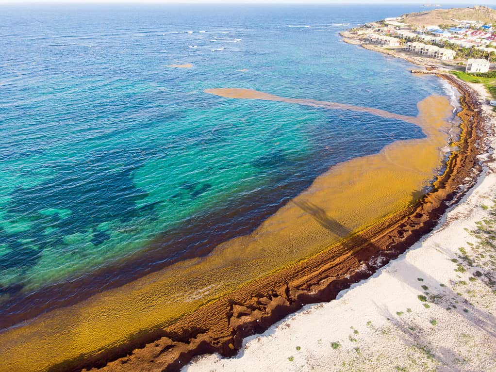Spiaggia ricoperta di alghe Sargassum sull'isola caraibica di St. Maarten.