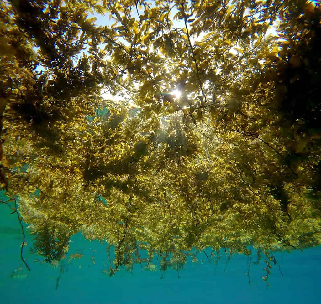 Isole di alghe galleggianti.  Alghe marroni Sargassum che galleggiano sulla superficie dell'acqua, i raggi del sole che attraversano l'erba folta.  Ripresa subacquea