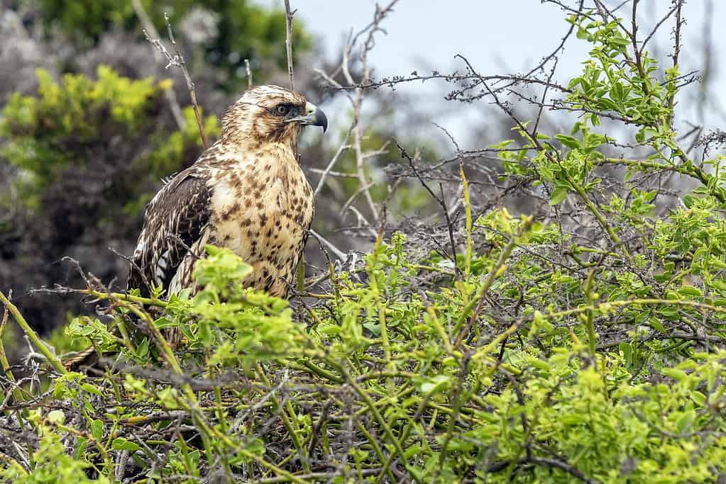 Falco delle Galapagos, Ecuador