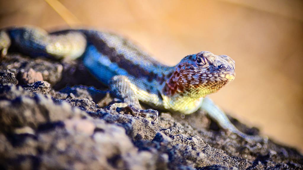 Una lucertola lavica (Microlophus delanonis), un animale affascinante, siede su una roccia sull'Isla Española nelle Isole Galapagos.