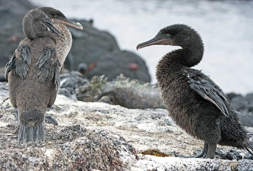 Offerta di alghe da un maschio di cormorano incapace di volare, Galapagos