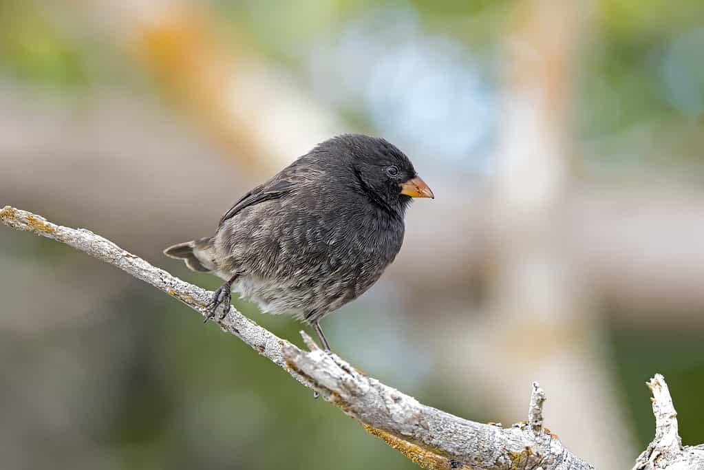 Darwinfinch (Geospizini) si trova su un ramo nelle Isole Galapagos, Ecuador, Sud America