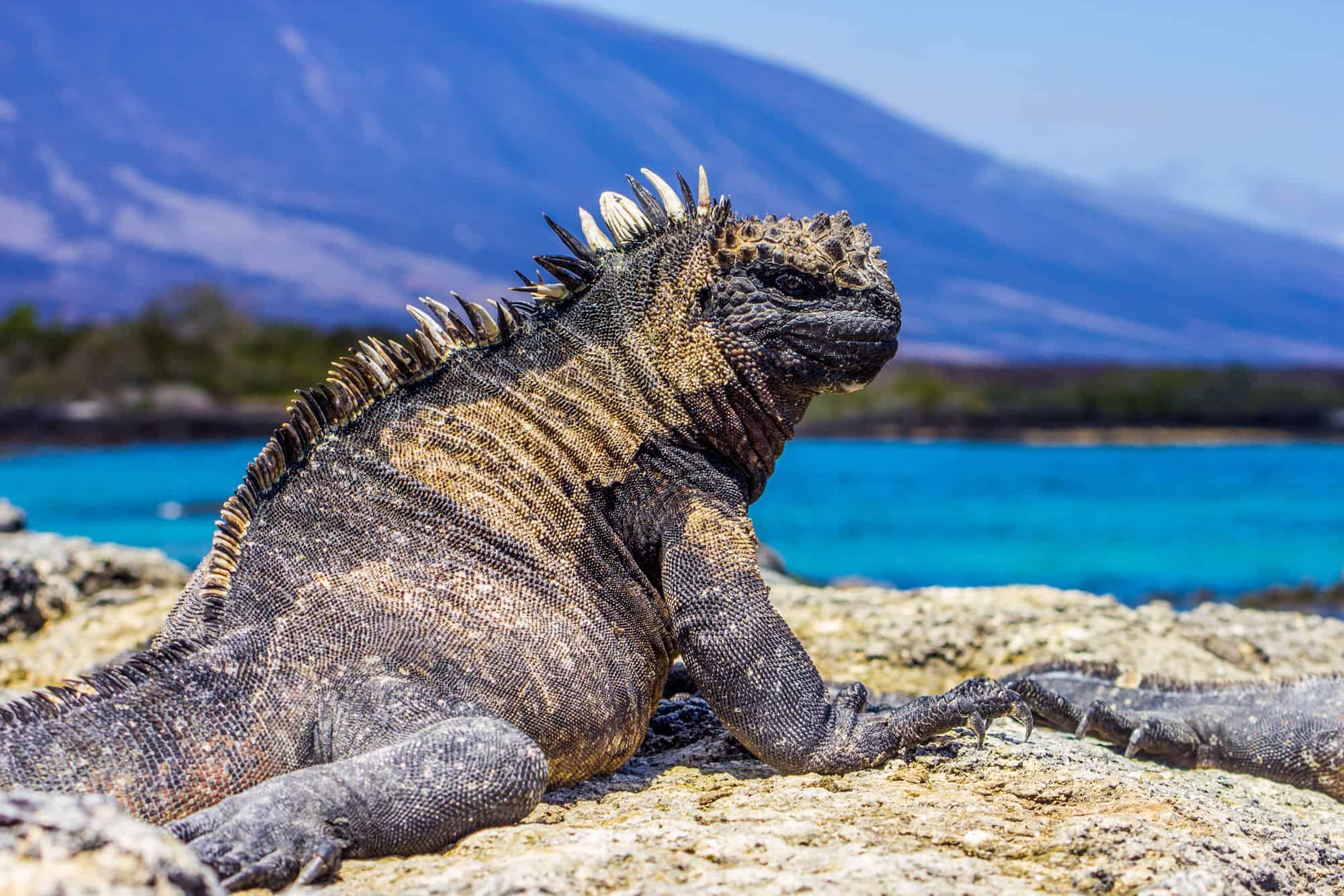 Iguana marina, Isole Galapagos, animale, primo piano, Ecuador