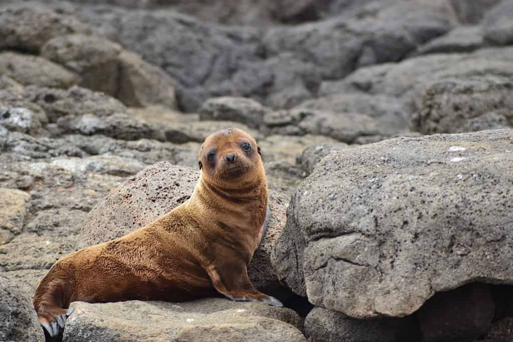 Cucciolo di leone marino / Isole Galapagos
