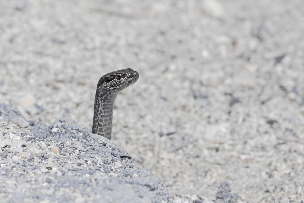 Nastrare il serpente delle Galapagos (Pseudsophis slevini), isola Fernandina, Galapagos, Ecuador