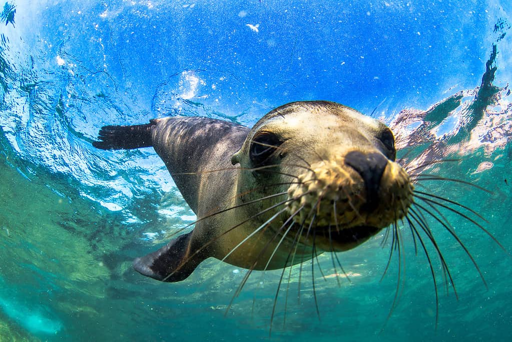 Otaria orsina delle Galapagos: uno degli animali affascinanti delle Isole Galapagos\(Arctocephalus galapagoensis) che nuota davanti alla telecamera nei fondali tropicali.  Foca leone nel mondo sottomarino.  Osservazione della fauna selvatica dell'oceano.  Avventura subacquea nella costa dell'Ecuador