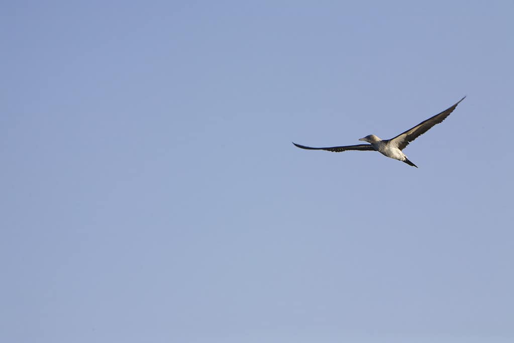 Volare sulle Galapagos Sharewater