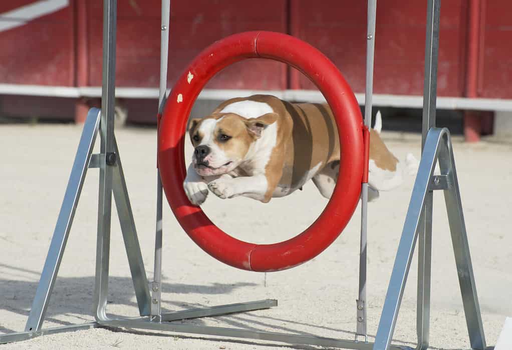 bellissimo bulldog americano che salta in cerchio