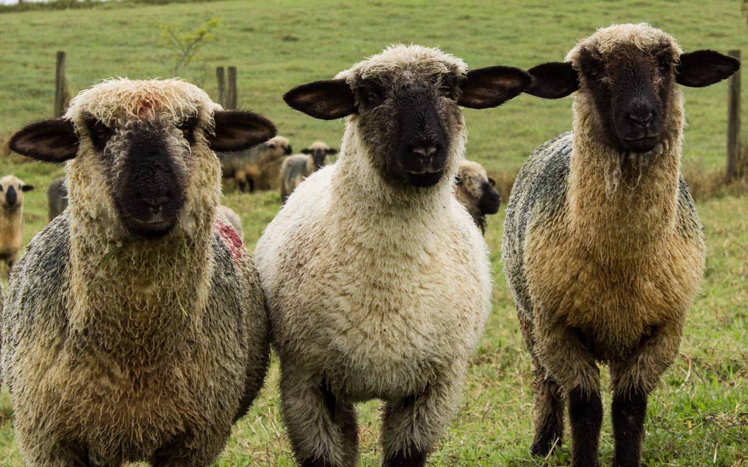 Hampshire Down pecore nel prato