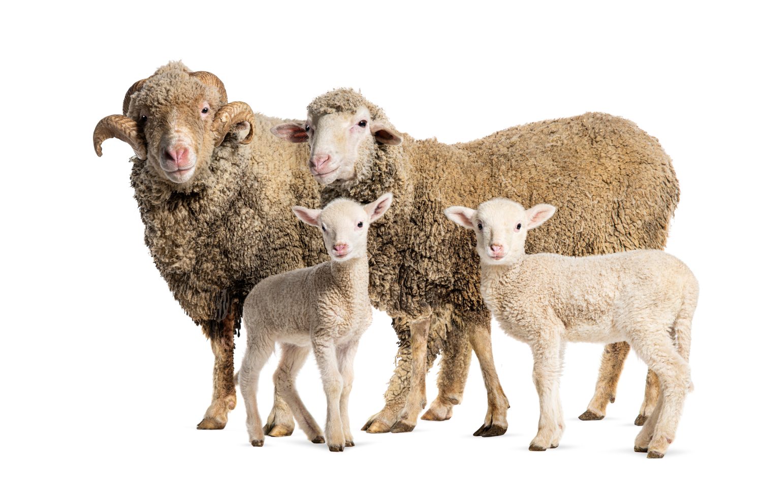 Pecora Ram e Pecora Sopravissana con i suoi agnelli, isolati su bianco