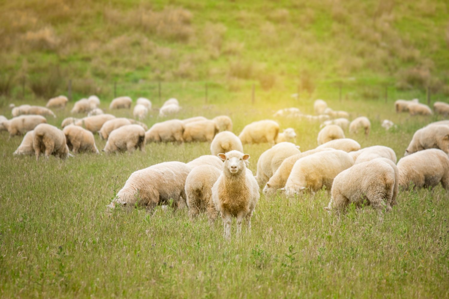 Gregge di pecore al pascolo in una fattoria verde in Nuova Zelanda con effetto luce solare calda.