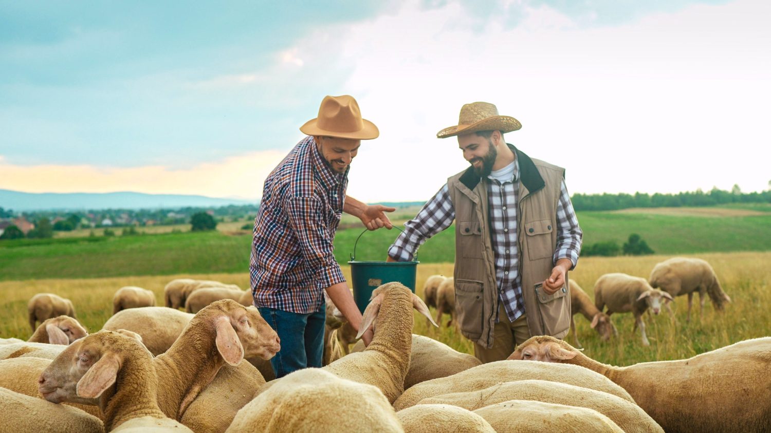 Allegri giovani pastori caucasici bei maschi in cappelli che sorridono e nutrono le pecore nel campo.  All'aperto.  Giornata lavorativa degli agricoltori nella fattoria di campagna degli animali.  Gli amici uomini nutrono il bestiame.