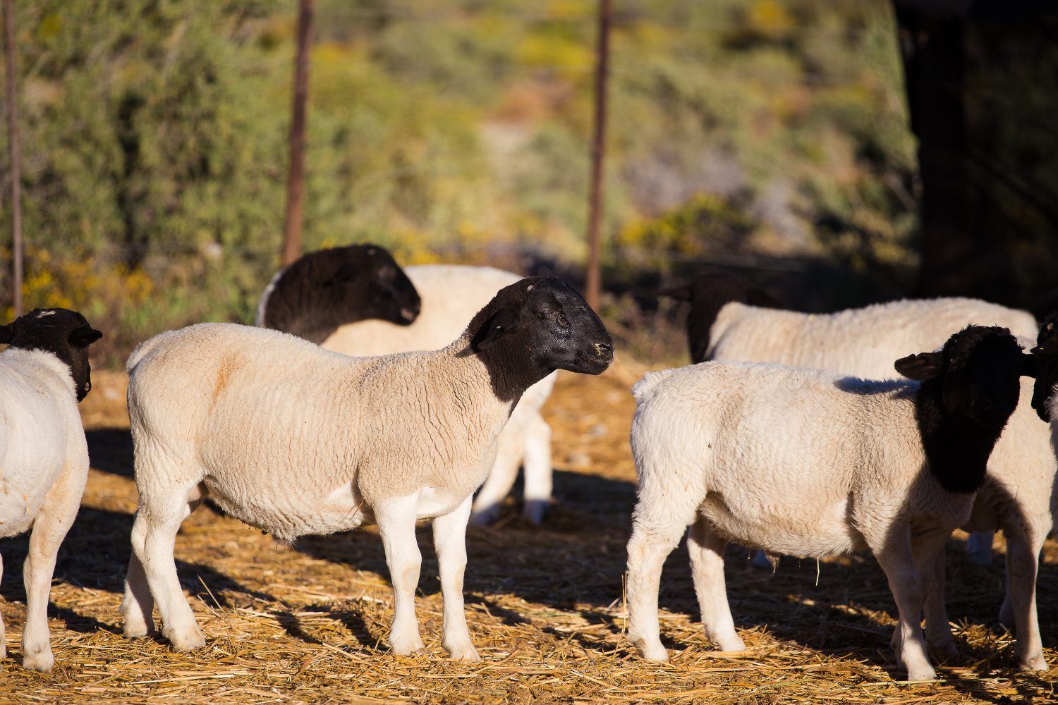 Montoni di pecora Dorper in un allevamento di pecore Dorper nel Tankwa Karoo in Sud Africa