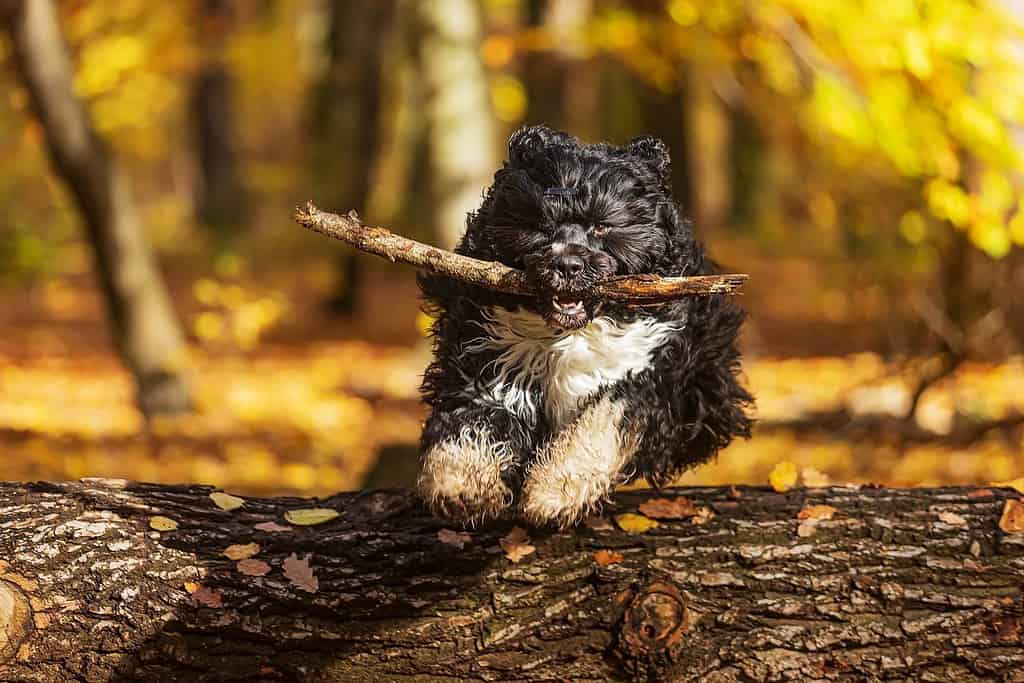 Il cane da acqua portoghese che salta sopra un albero con un bastone in bocca