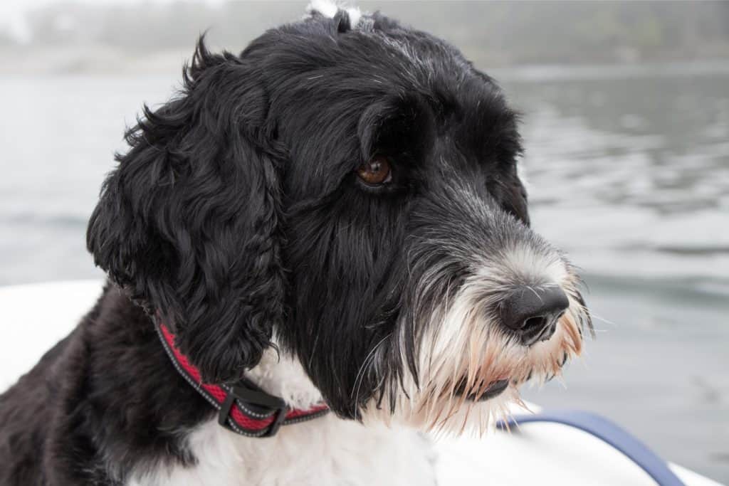 miglior razza di cane: il cane da acqua portoghese