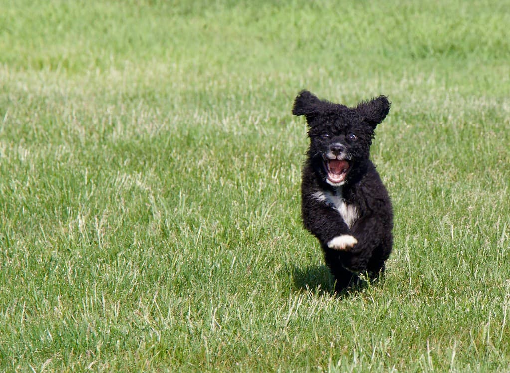Cucciolo emozionante del cane da acqua portoghese che corre nell'erba