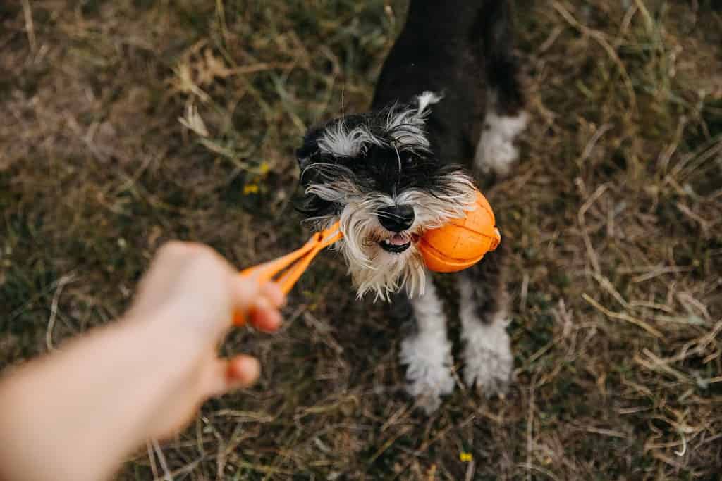 cane di razza schnauzer in miniatura che gioca con una palla arancione all'aperto.
