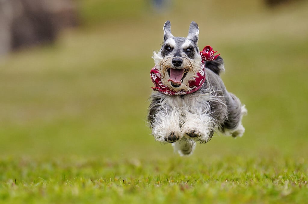 Un cane di razza Schnauzer nano corre.