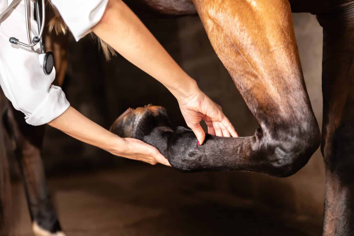 Veterinario che esamina i tendini delle zampe del cavallo