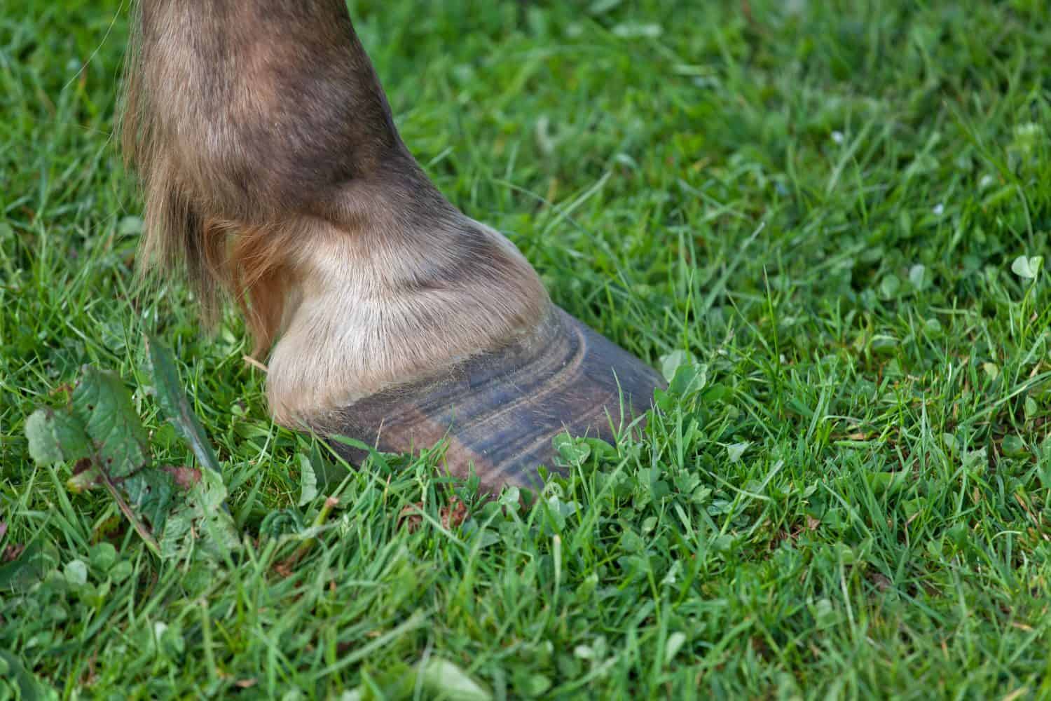 Zoccolo di pony con anelli di laminite