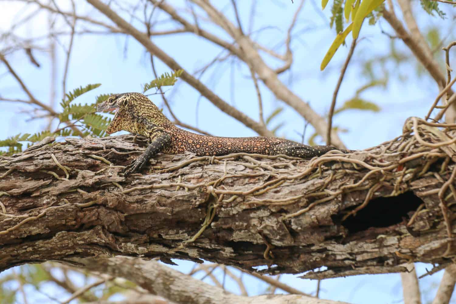 Il Drago di Komodo (Baby), Isola di Komodo, Indonesia