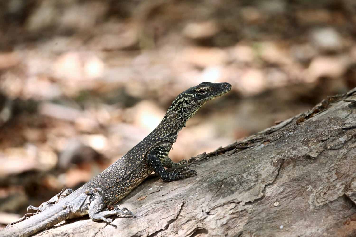 Un raro avvistamento di un cucciolo di drago di Komodo su un tronco d'albero