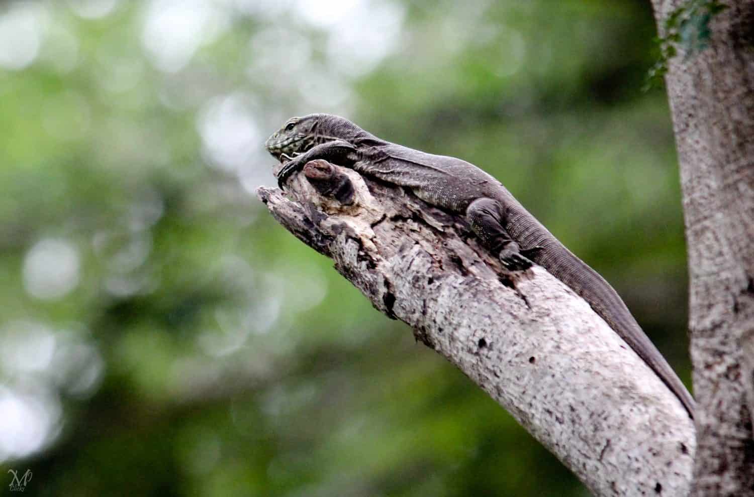 Cucciolo di drago di Komodo!!