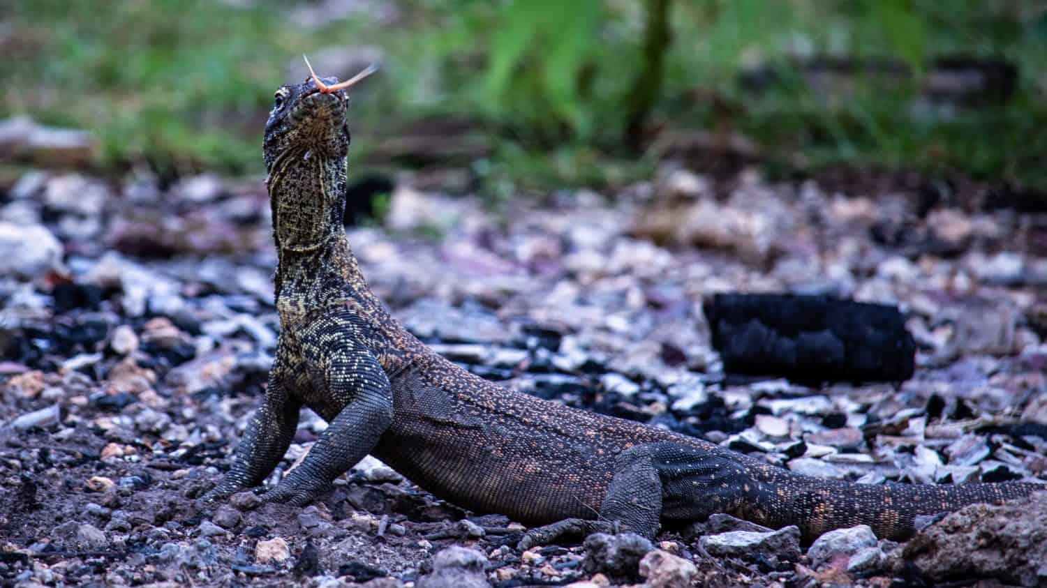 Cucciolo di drago di Komodo in Indonesia