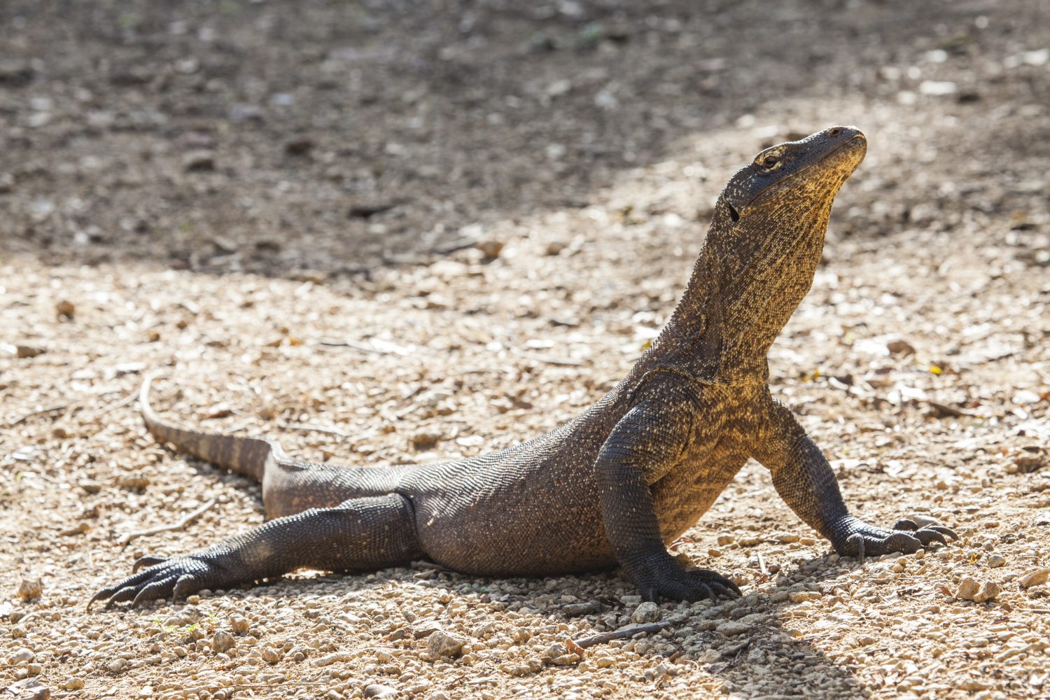 Drago di Komodo giovanile (Varanus komodoensis) 