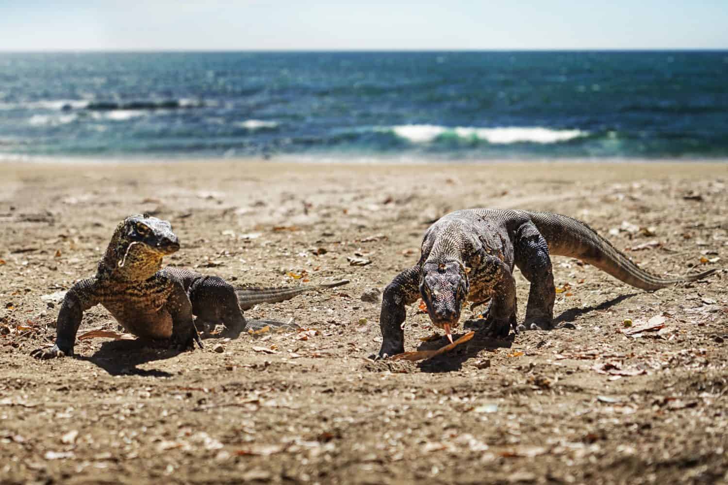   Una coppia di giovani draghi di Komodo, Komodo NP, Indonesia                   