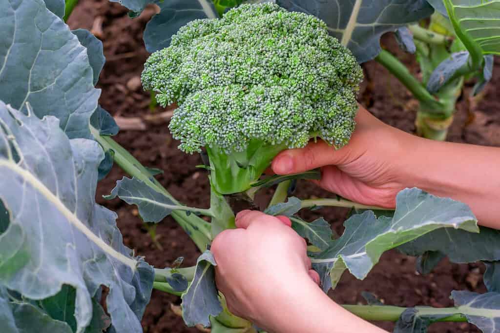 Le mani dell'agricoltore femminile tagliano il grande cavolfiore verde dei broccoli sul letto del giardino.  Verdure biologiche di stagione di campagna.