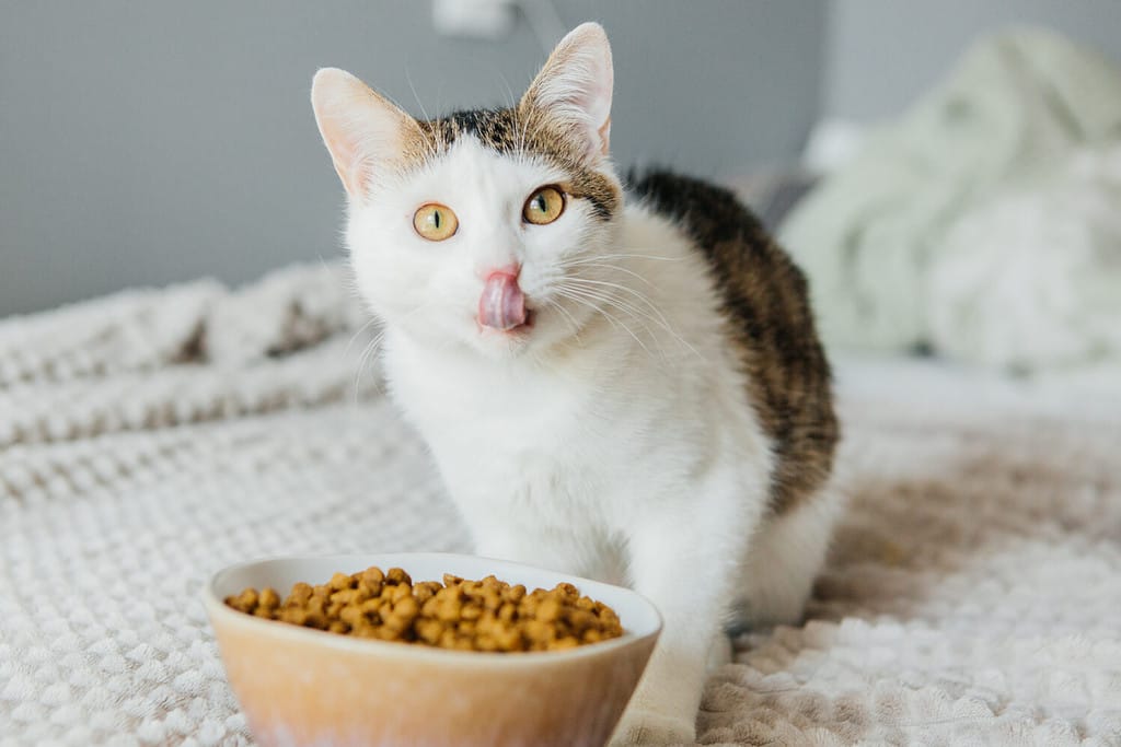 Il gatto mangia cibo secco da una grande ciotola