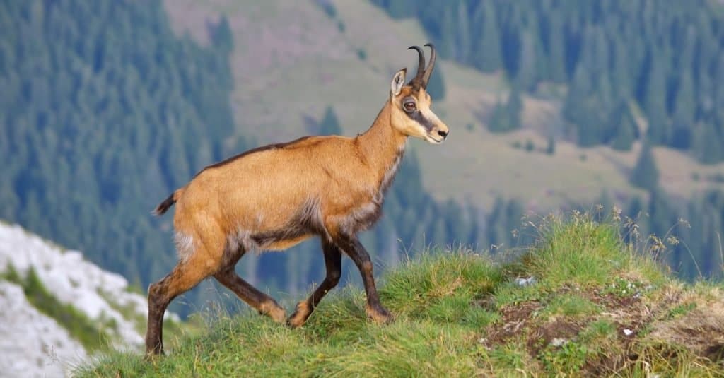 Camosci in alta montagna