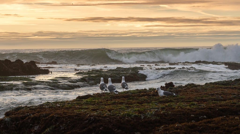 Gabbiani guardando le grandi onde a Mavericks Beach, Half Moon Bay, California.  Scattato all'ora del tramonto a dicembre.