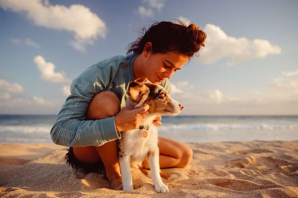 cucciolo di pastore australiano che gioca con il proprietario e altri cani sulla spiaggia e nell'erba