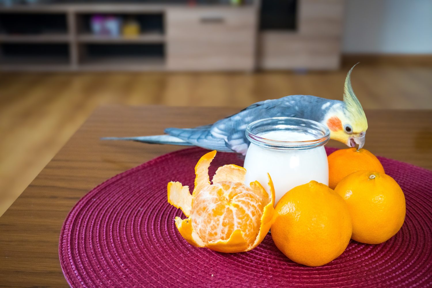Pappagallo Cockatiel che mangia yogurt fatto in casa con un mandarino per la colazione.