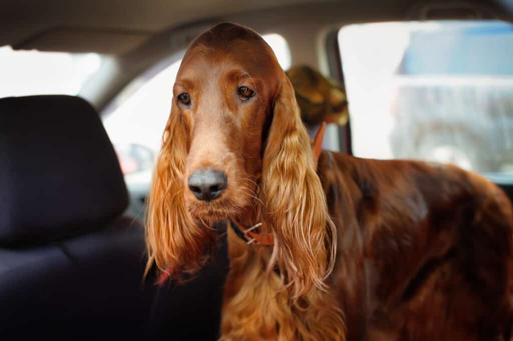 cane malato d'auto