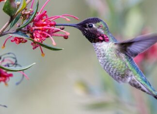 Il maschio adulto del colibrì di Anna si libra e si alimenta.  Santa Cruz, California, Stati Uniti.