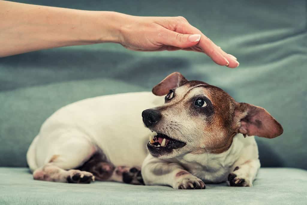 Jack Russell Terrier femmina incinta ringhia alla mano di una persona. Istinto e comportamento animale.