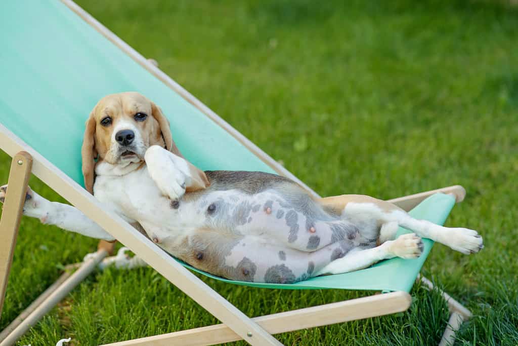 Bellissima cagnolina incinta