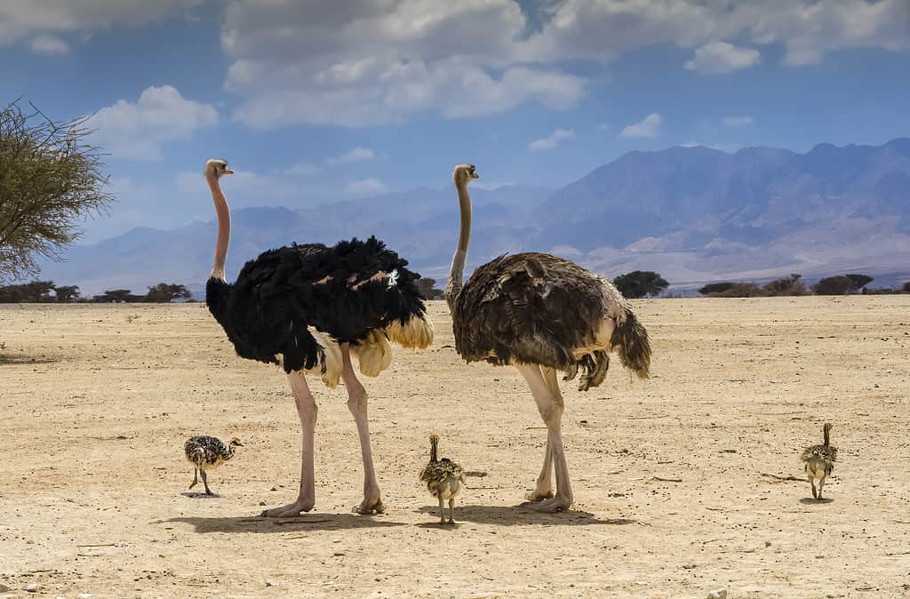Famiglia di struzzo africano (Struthio camelus) nella riserva naturale, Medio Oriente