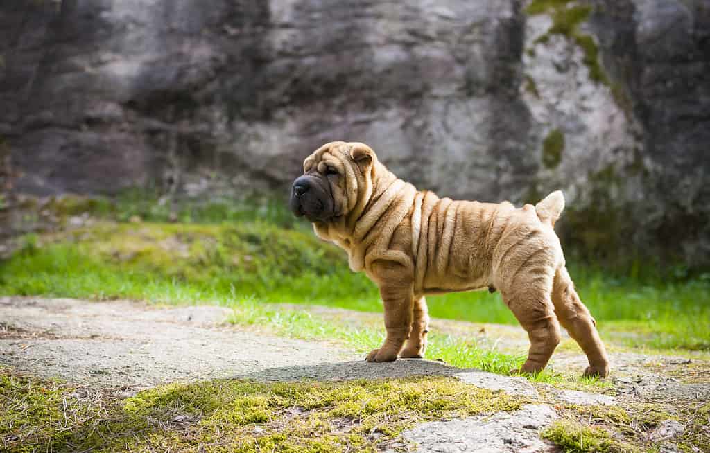 Cucciolo di Shar Pei